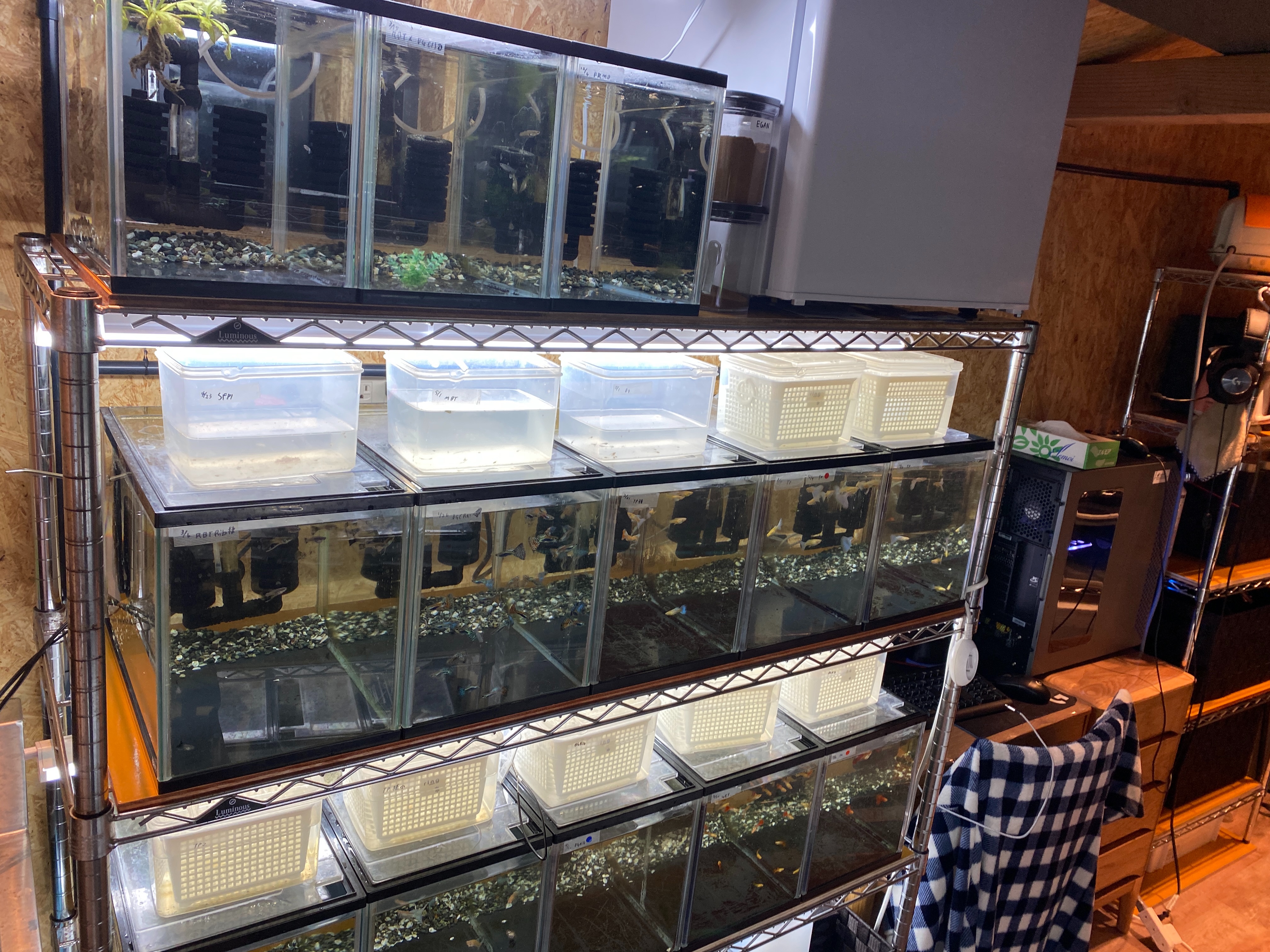 f:id:popopoppun:20230505083439j:image