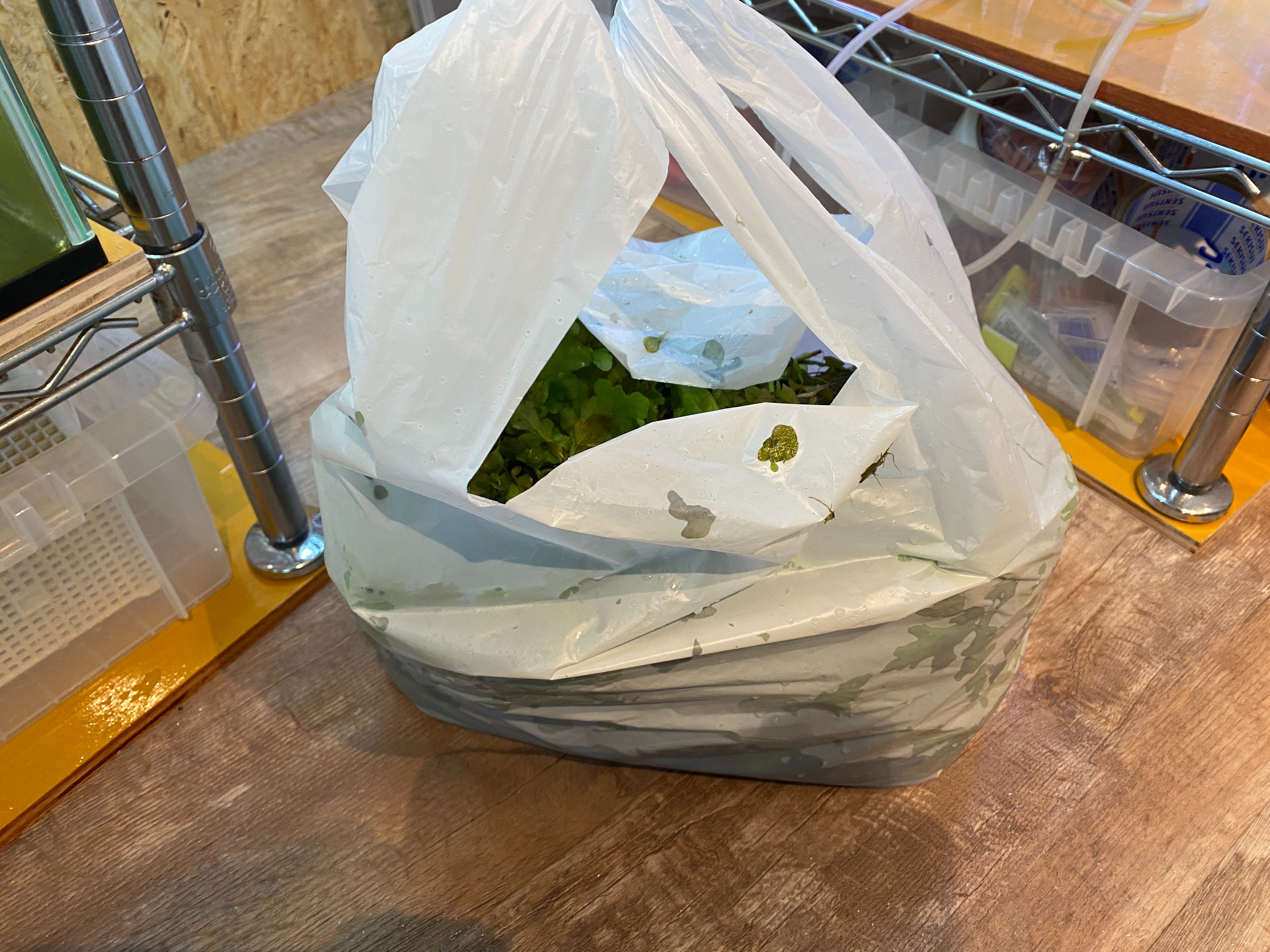 f:id:popopoppun:20230505083521j:image