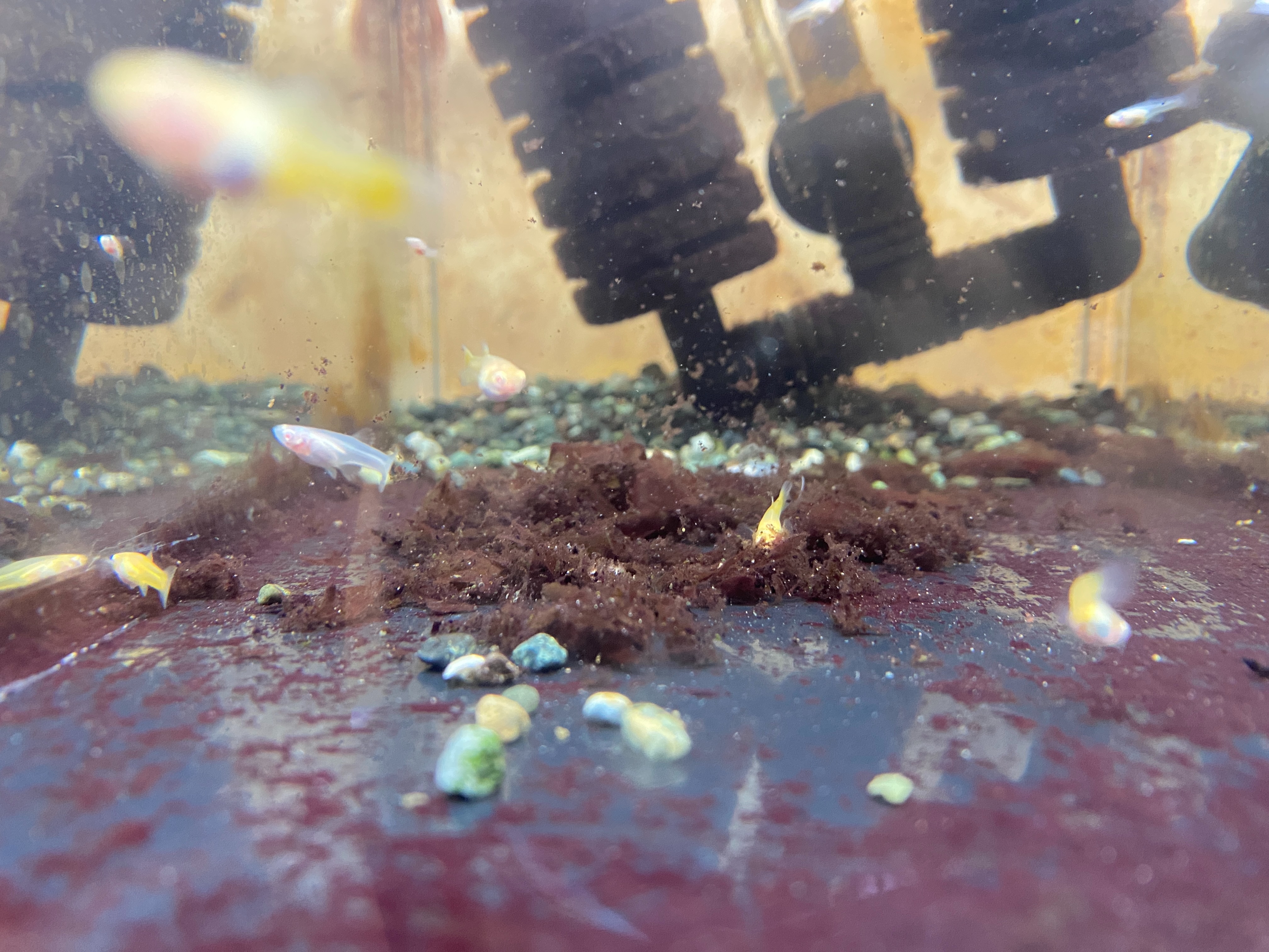 f:id:popopoppun:20230505083529j:image