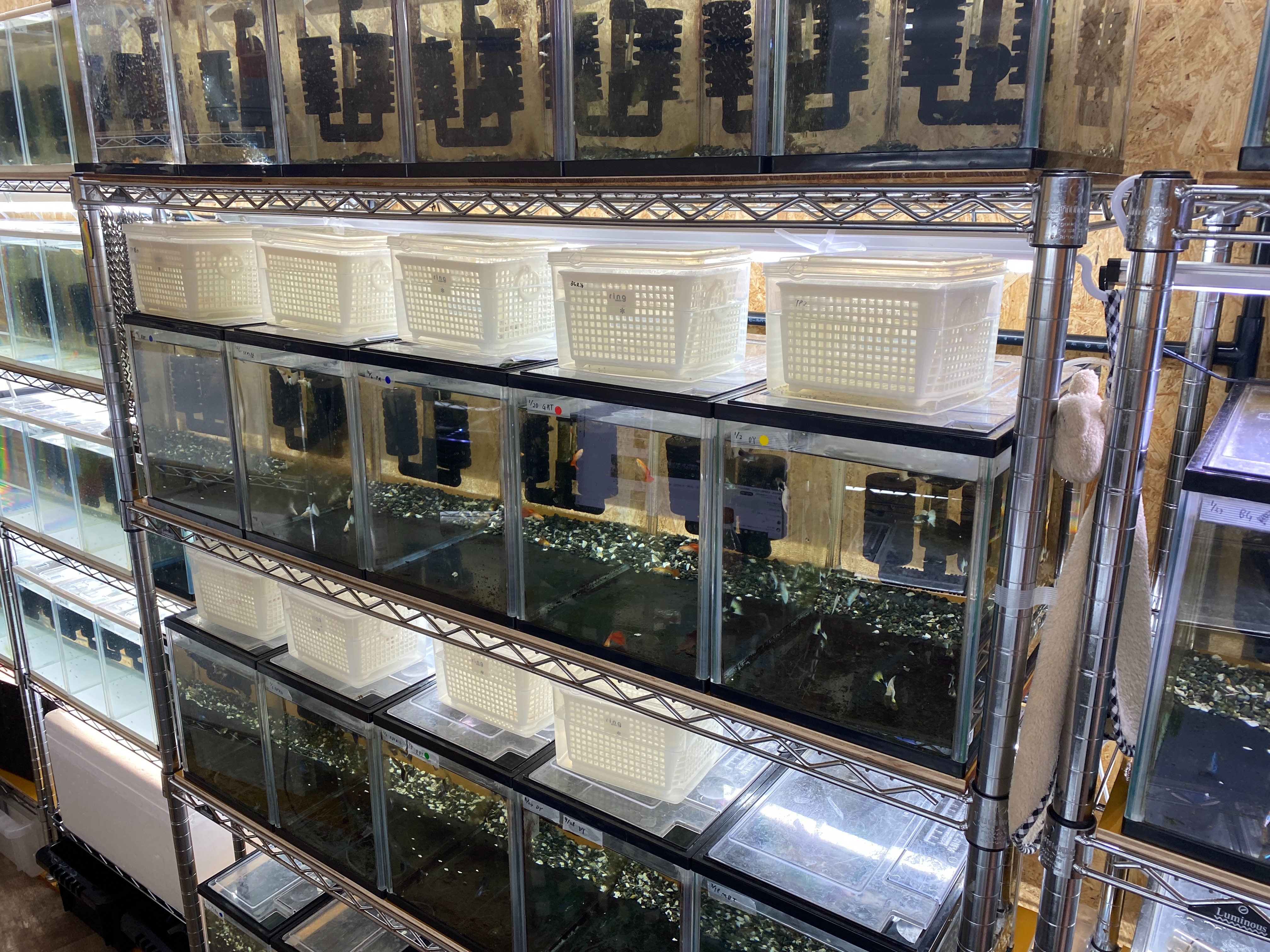 f:id:popopoppun:20230505083614j:image