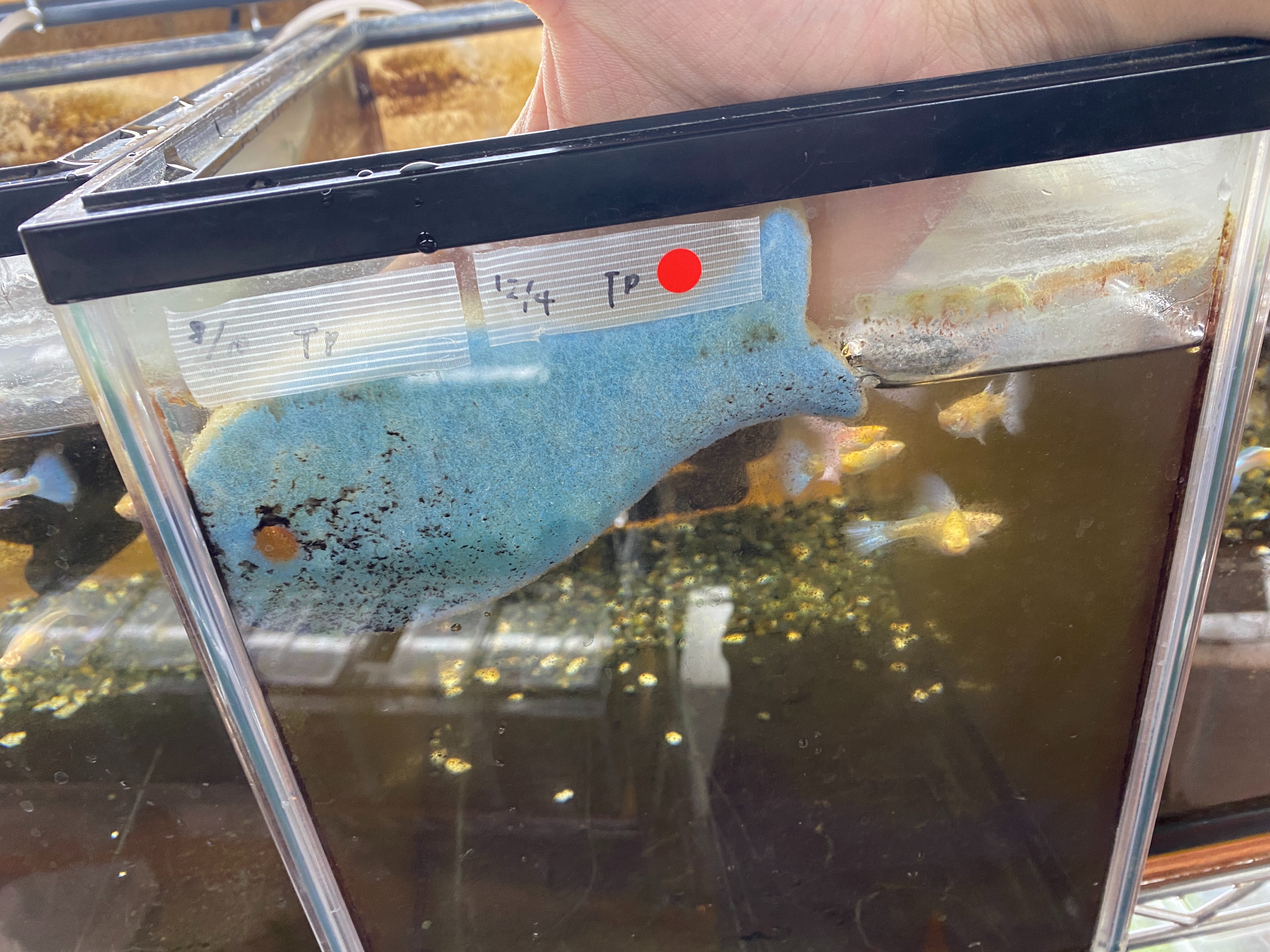 f:id:popopoppun:20230505083816j:image