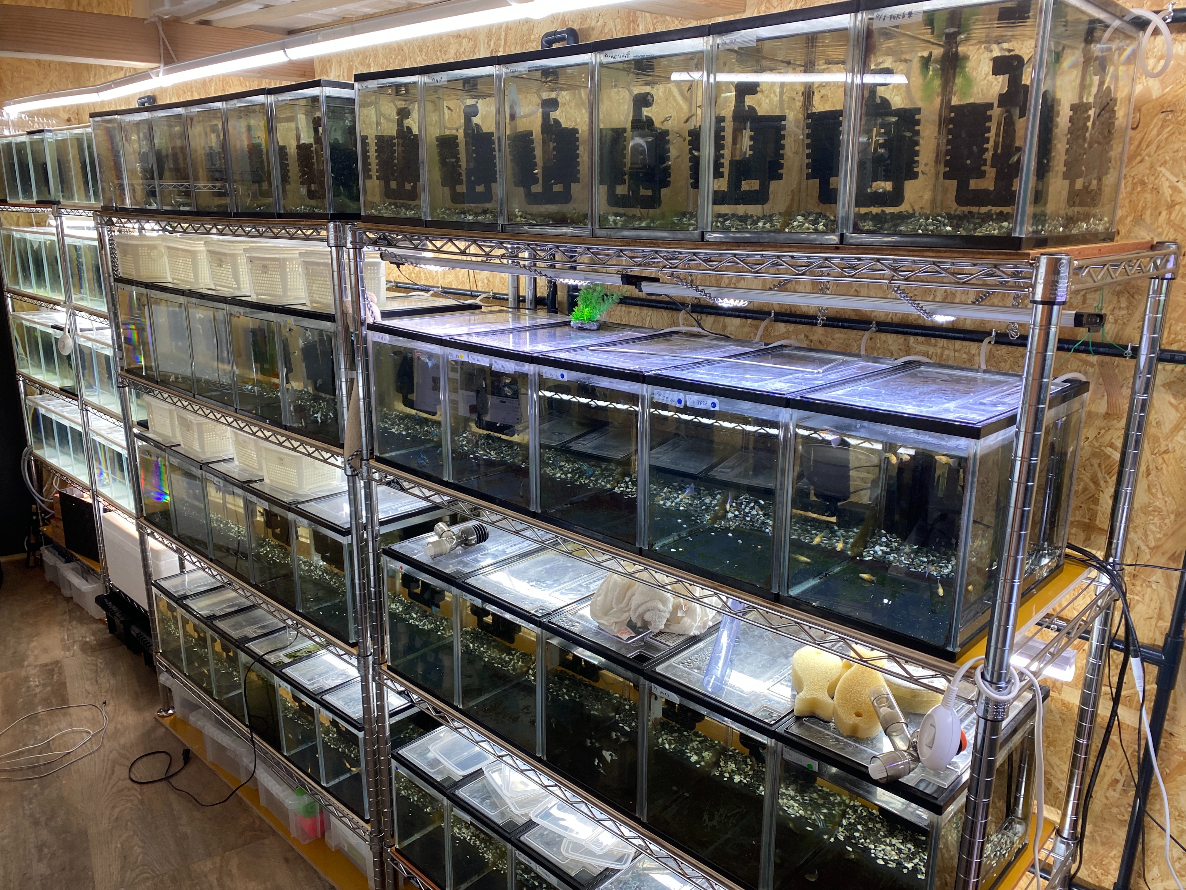 f:id:popopoppun:20230505083916j:image