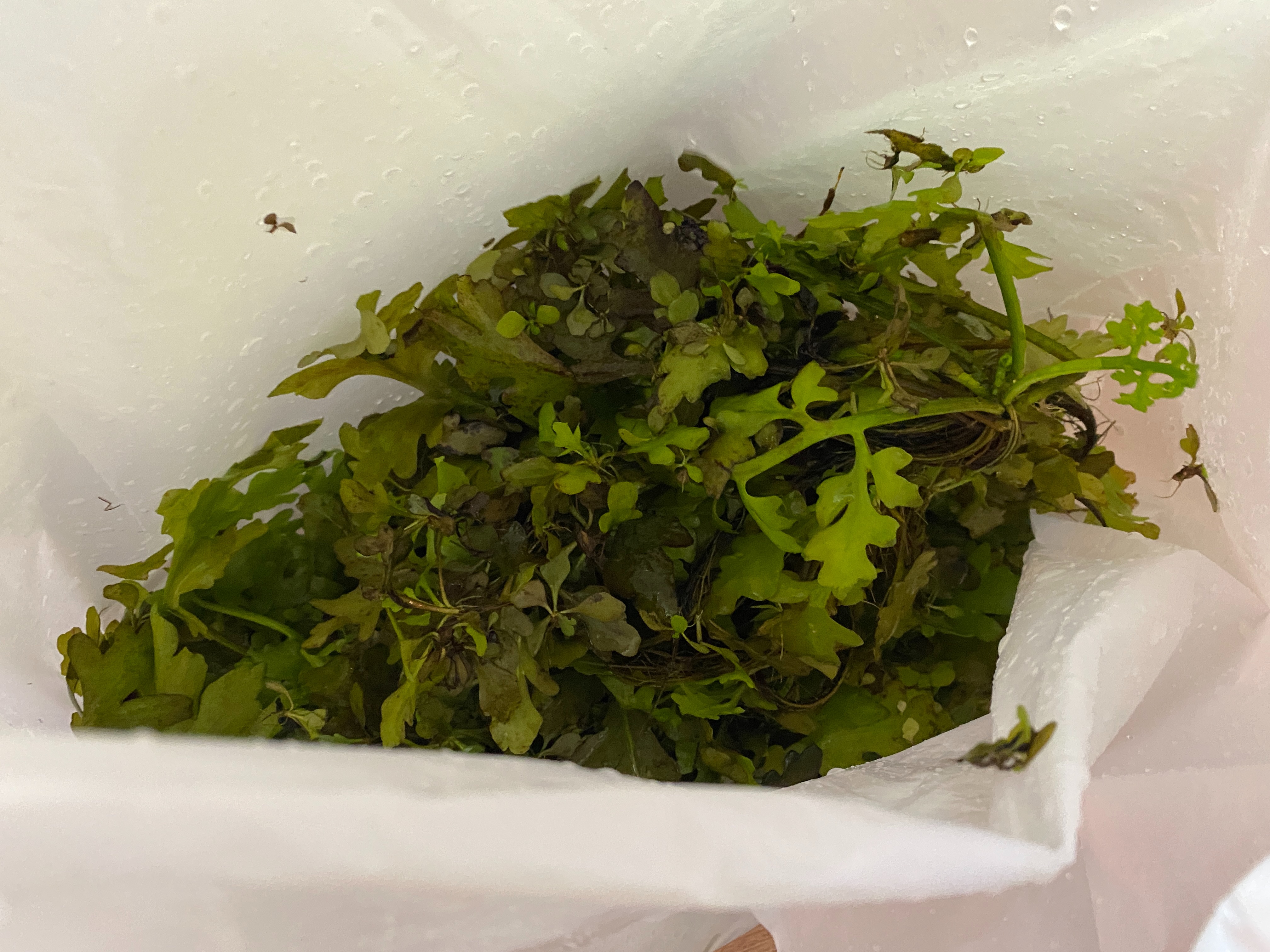 f:id:popopoppun:20230505084023j:image