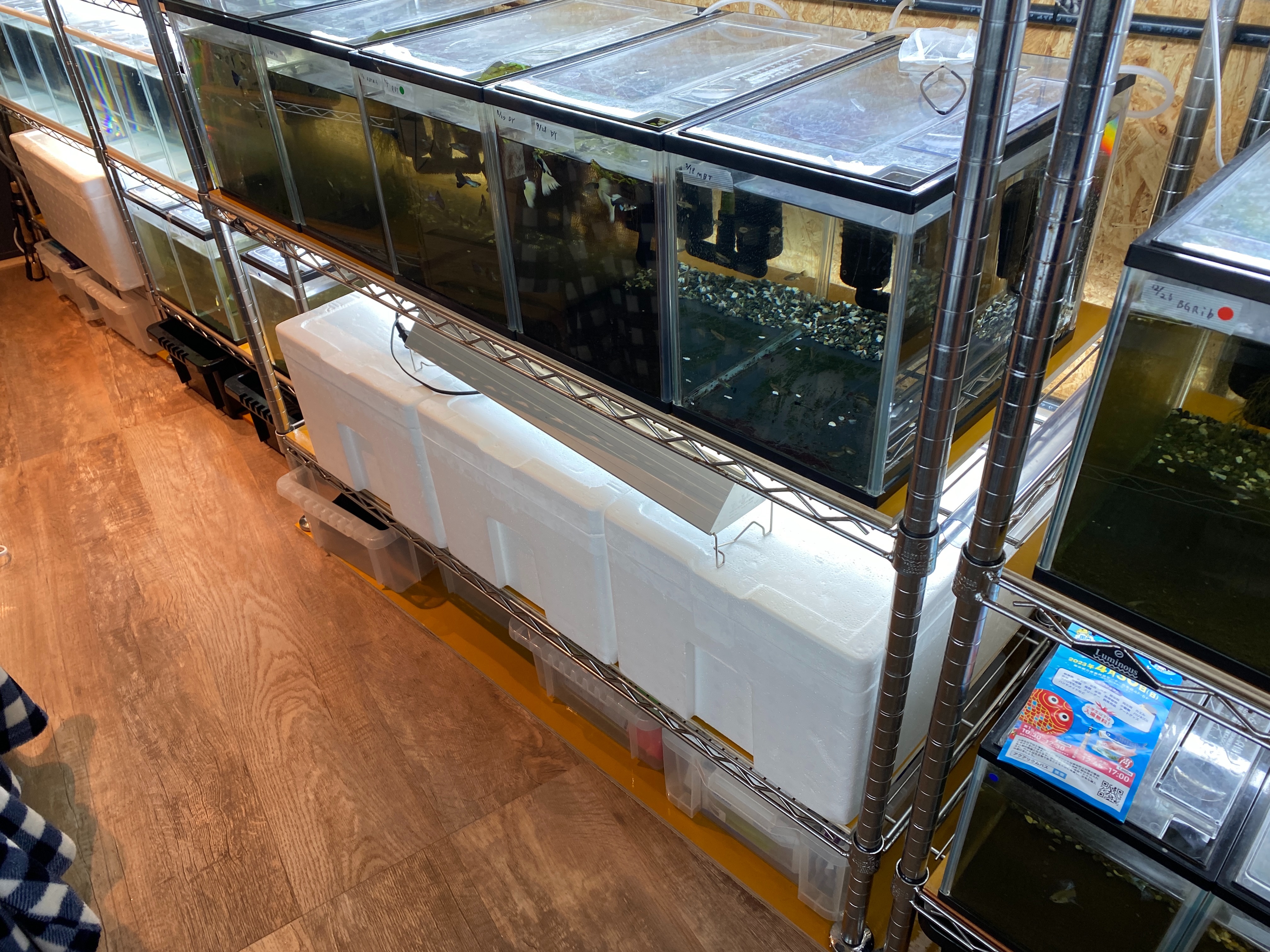 f:id:popopoppun:20230505084031j:image