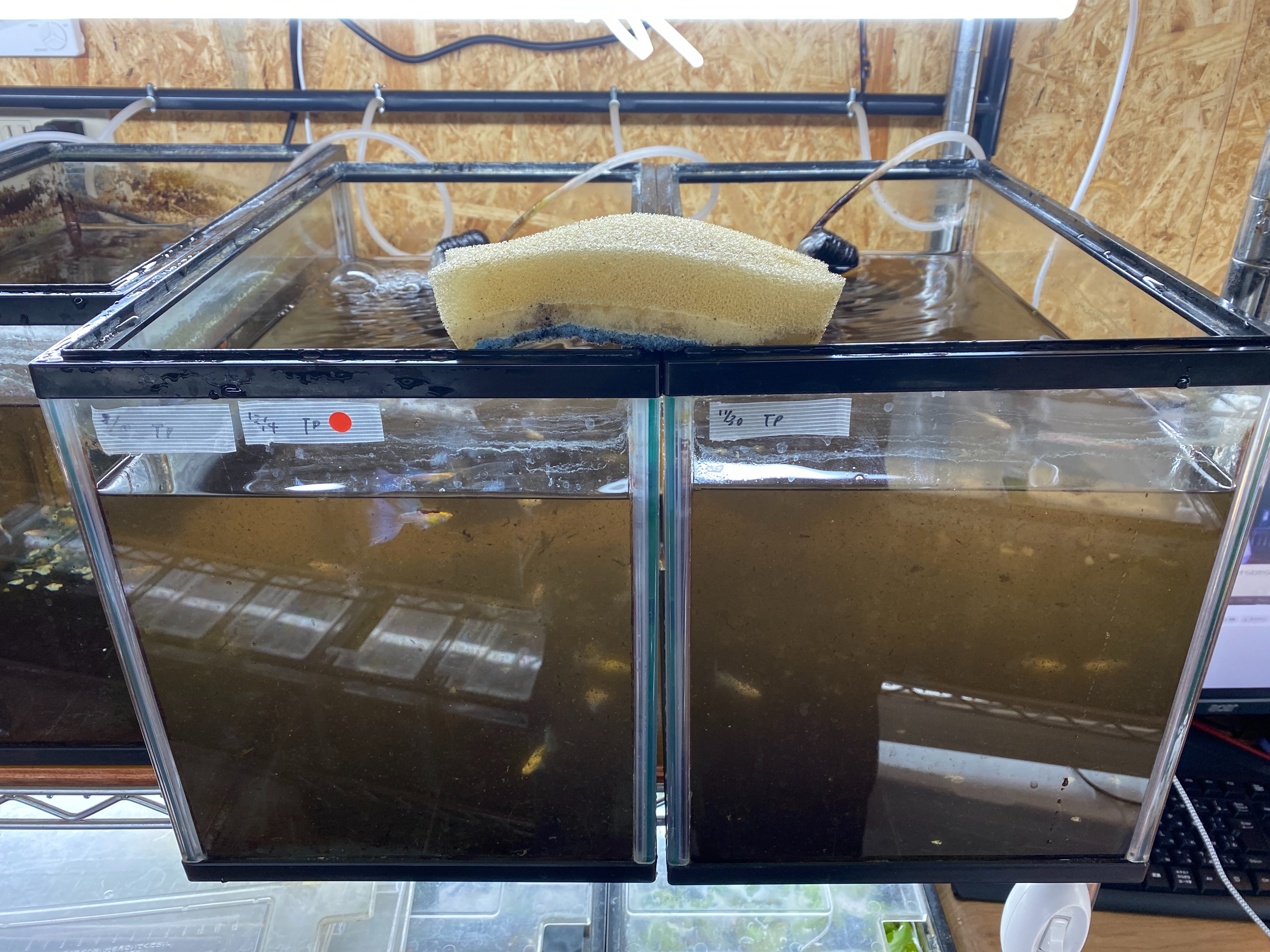 f:id:popopoppun:20230505084059j:image