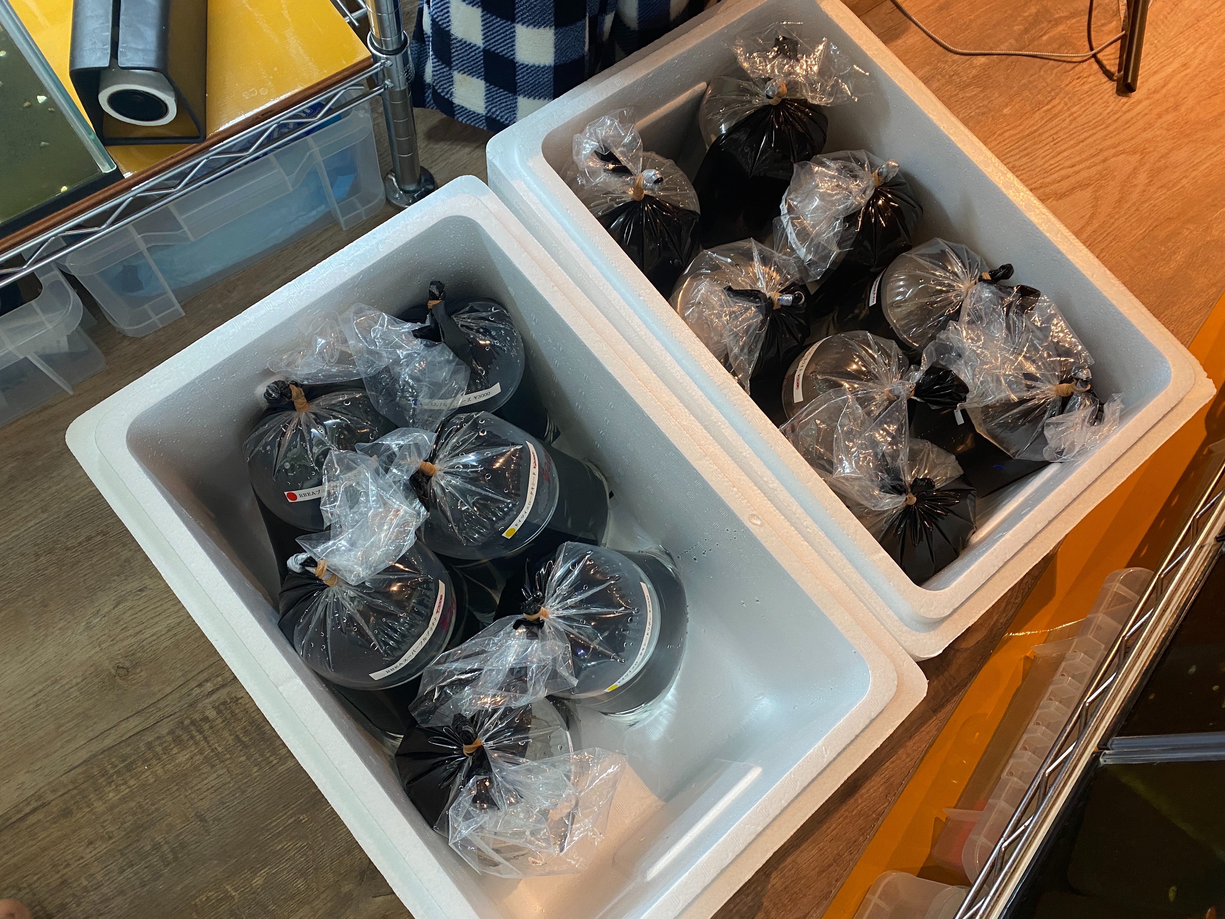 f:id:popopoppun:20230505090218j:image