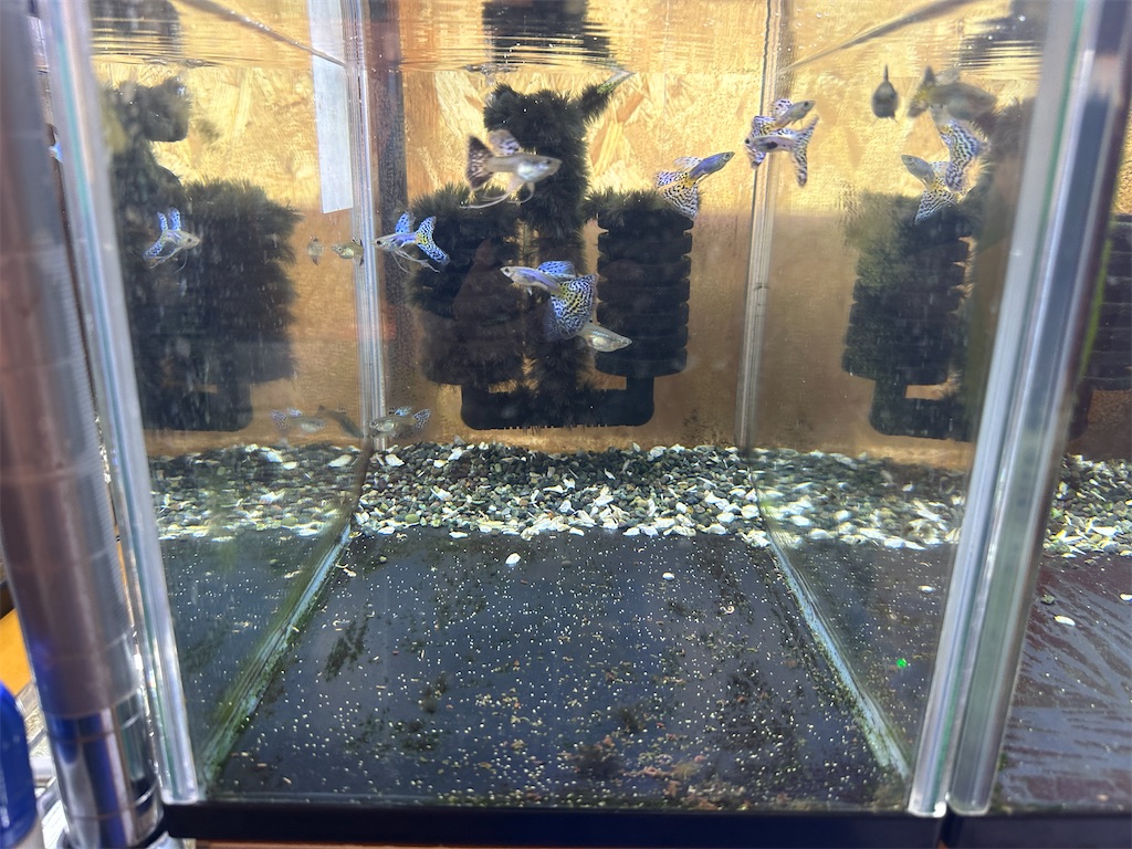 f:id:popopoppun:20240104102053j:image