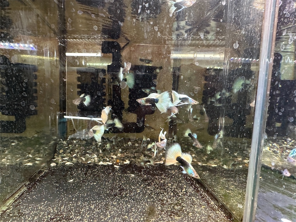 f:id:popopoppun:20240104102056j:image