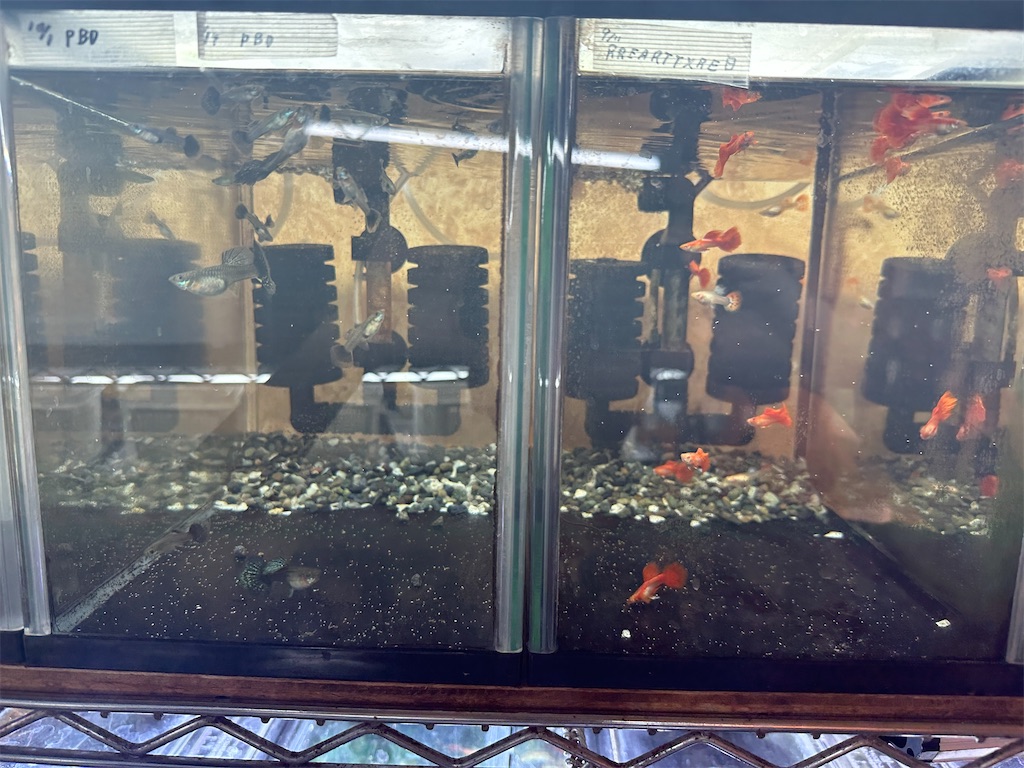 f:id:popopoppun:20240104103459j:image