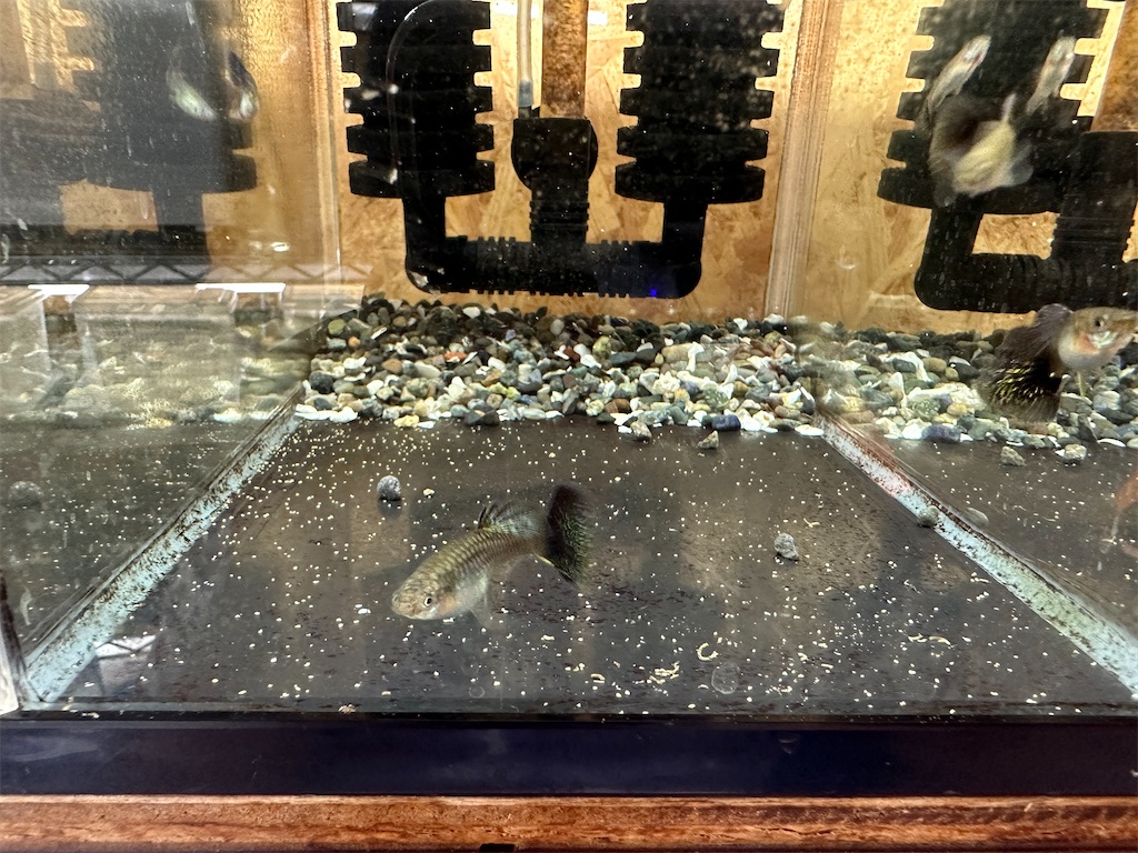 f:id:popopoppun:20240104103506j:image