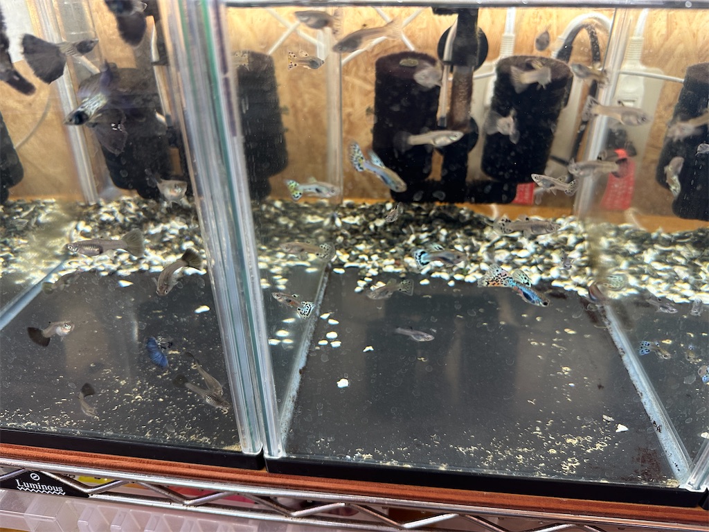 f:id:popopoppun:20240104104054j:image