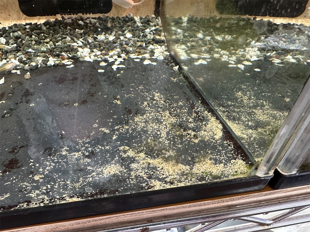 f:id:popopoppun:20240104104100j:image