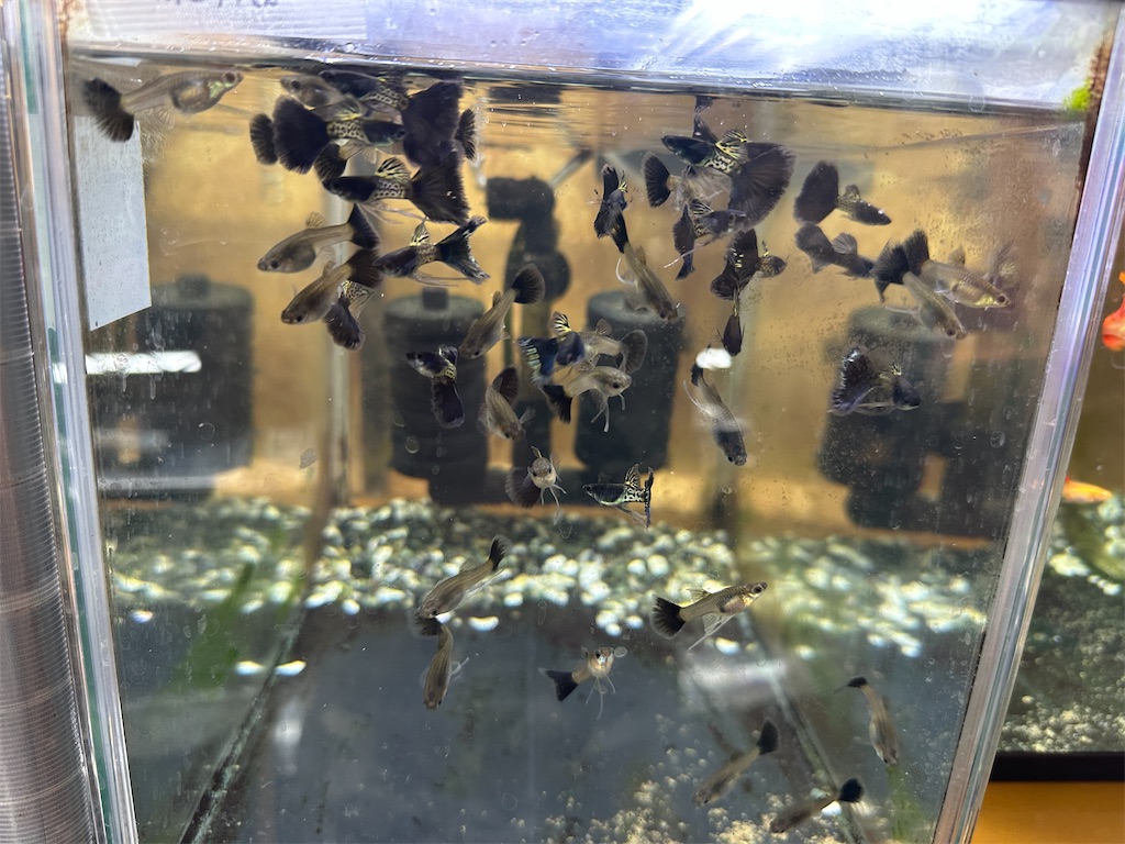 f:id:popopoppun:20240104104616j:image