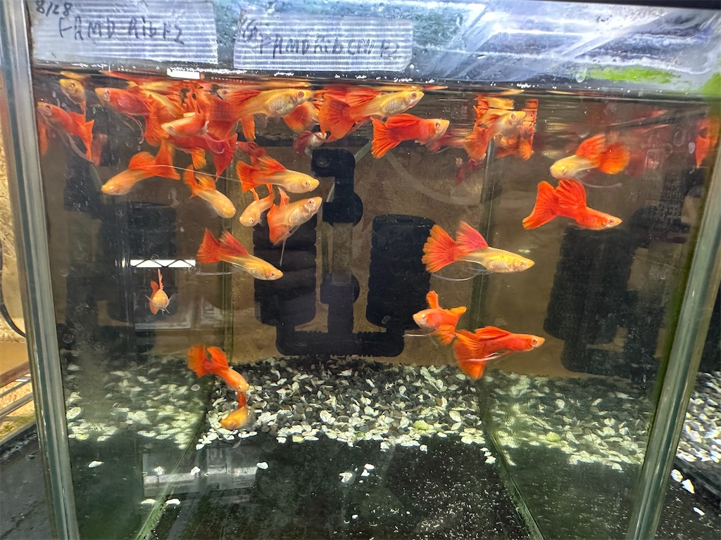 f:id:popopoppun:20240104104620j:image