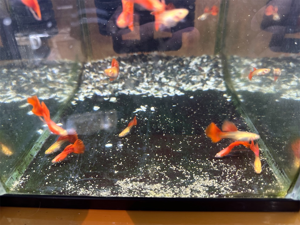 f:id:popopoppun:20240108191510j:image f:id:popopoppun:20240108191510j:image