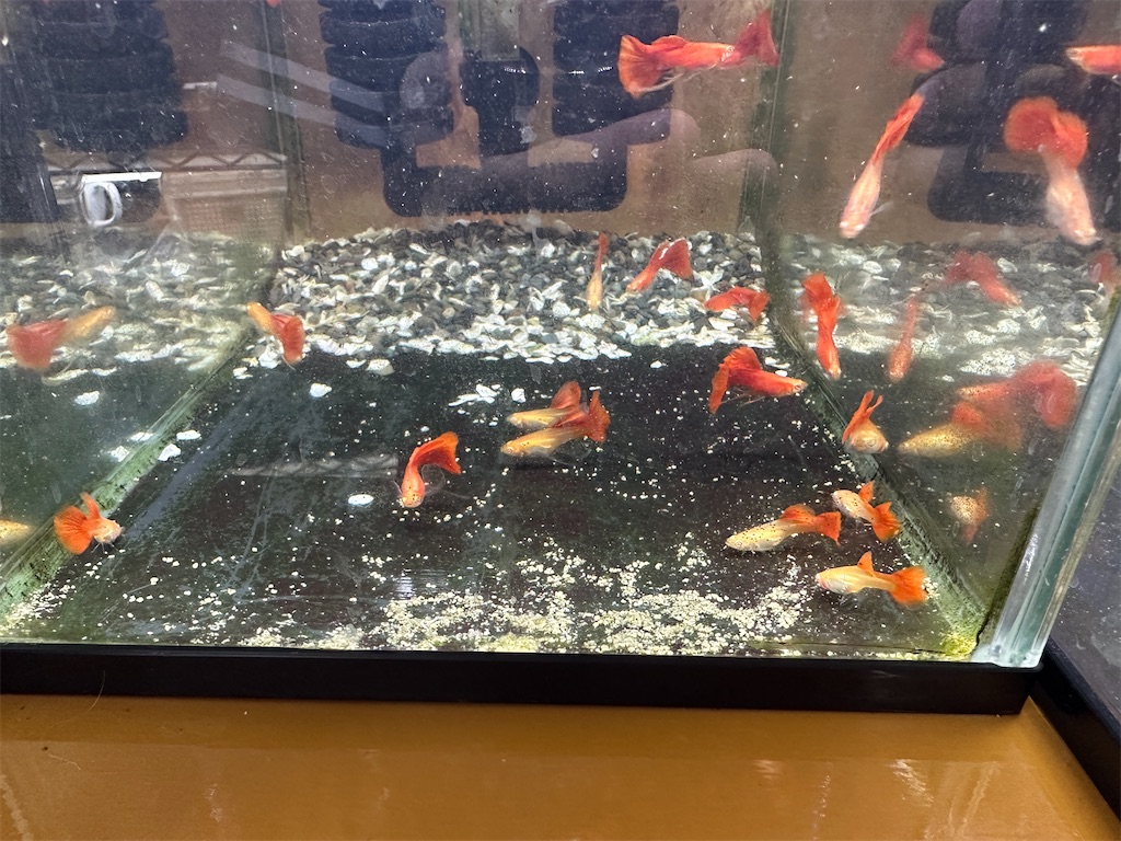 f:id:popopoppun:20240108191535j:image f:id:popopoppun:20240108191535j:image