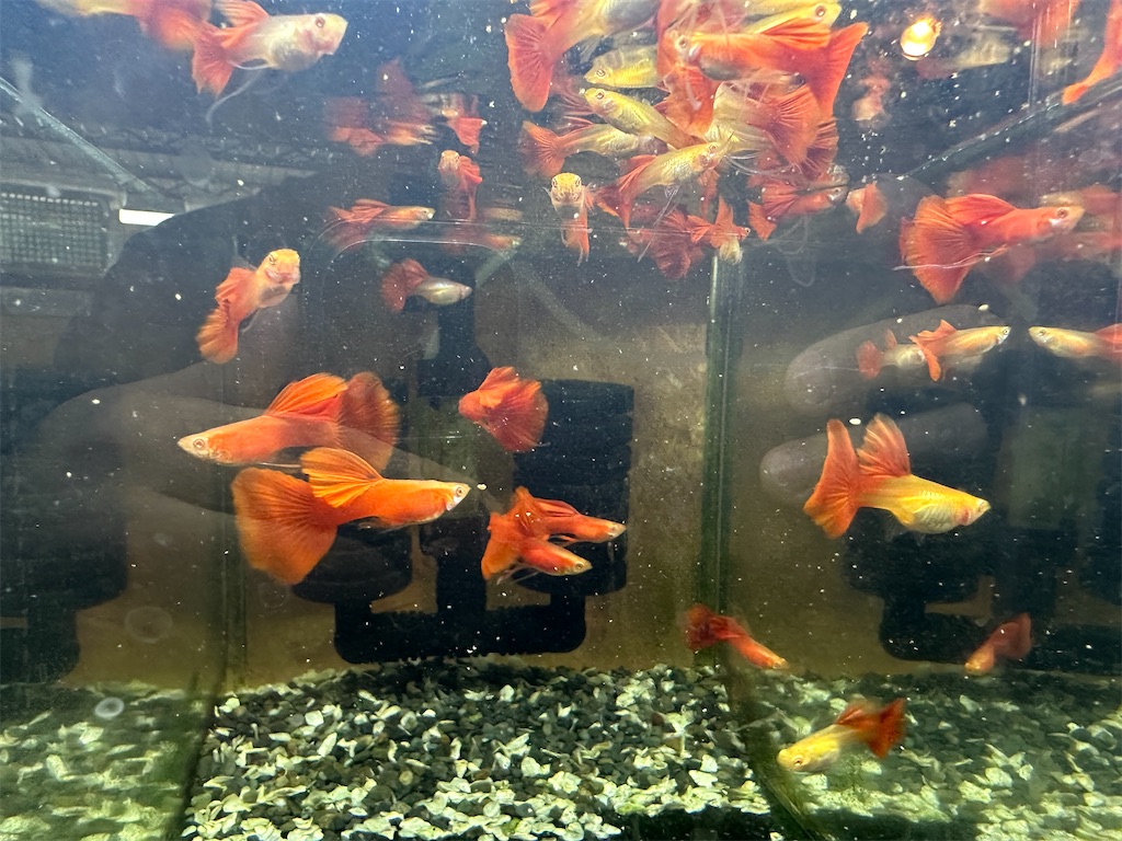 f:id:popopoppun:20240108191810j:image f:id:popopoppun:20240108191810j:image