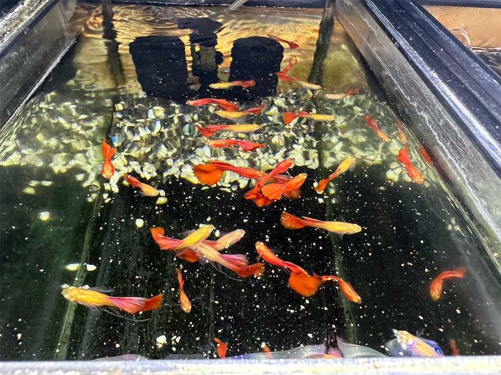 f:id:popopoppun:20240108191814j:image f:id:popopoppun:20240108191814j:image