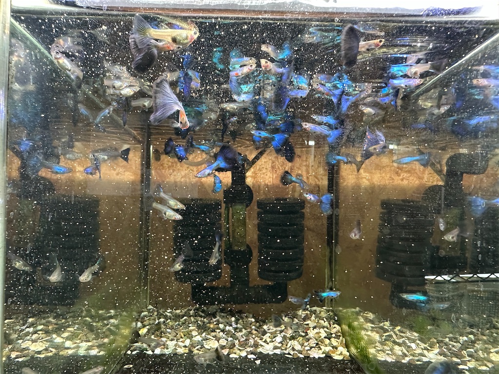 f:id:popopoppun:20240108193655j:image f:id:popopoppun:20240108193655j:image