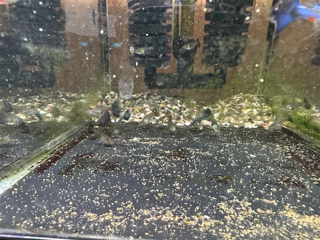 f:id:popopoppun:20240108193813j:image f:id:popopoppun:20240108193813j:image