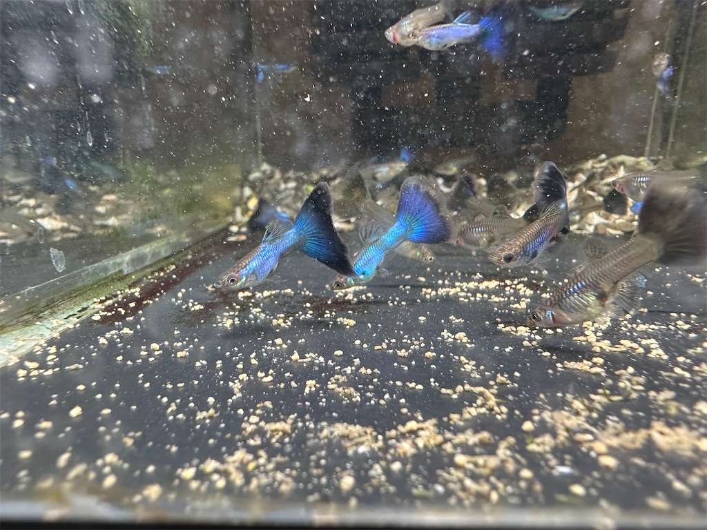 f:id:popopoppun:20240108194109j:image f:id:popopoppun:20240108194109j:image