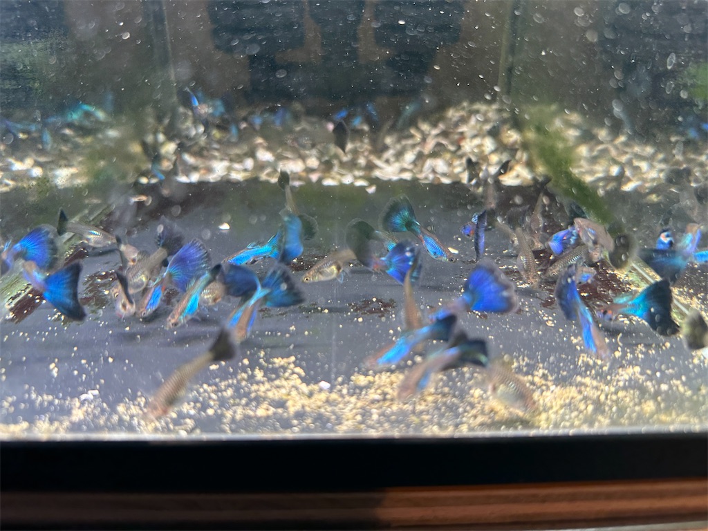 f:id:popopoppun:20240108194220j:image f:id:popopoppun:20240108194220j:image