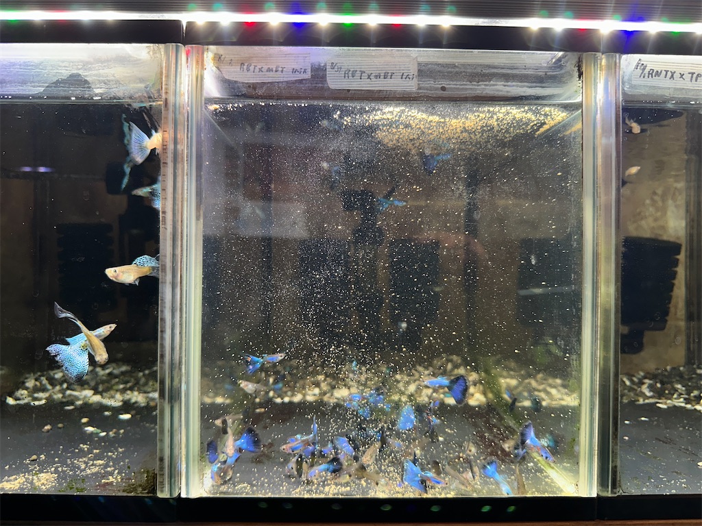 f:id:popopoppun:20240108194615j:image f:id:popopoppun:20240108194615j:image