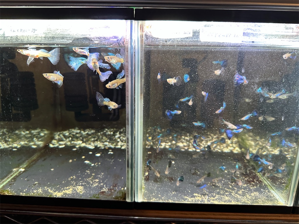 f:id:popopoppun:20240108194810j:image f:id:popopoppun:20240108194810j:image