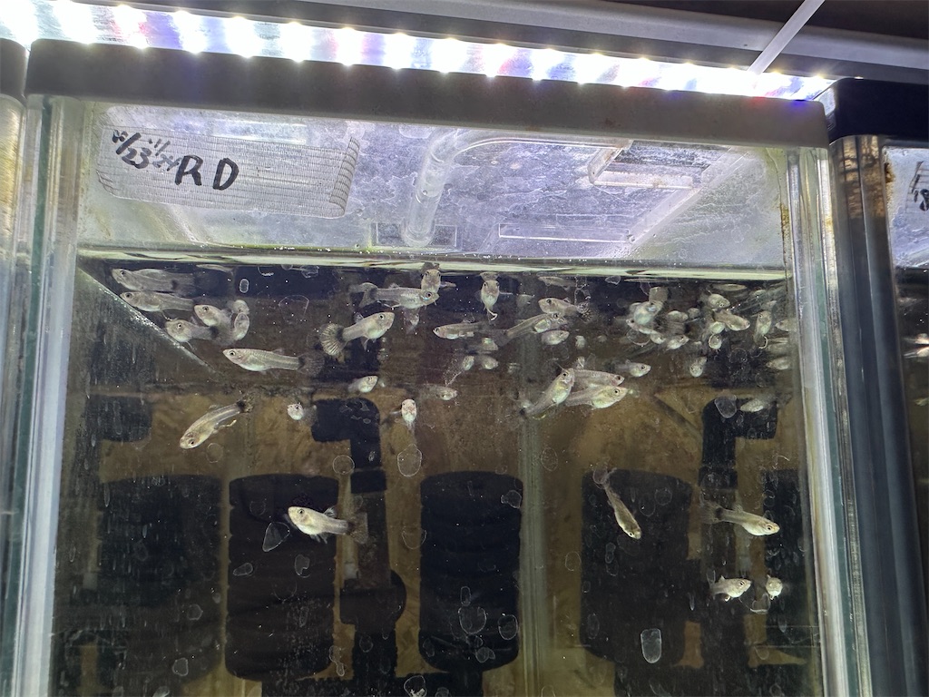 f:id:popopoppun:20240108195259j:image f:id:popopoppun:20240108195259j:image