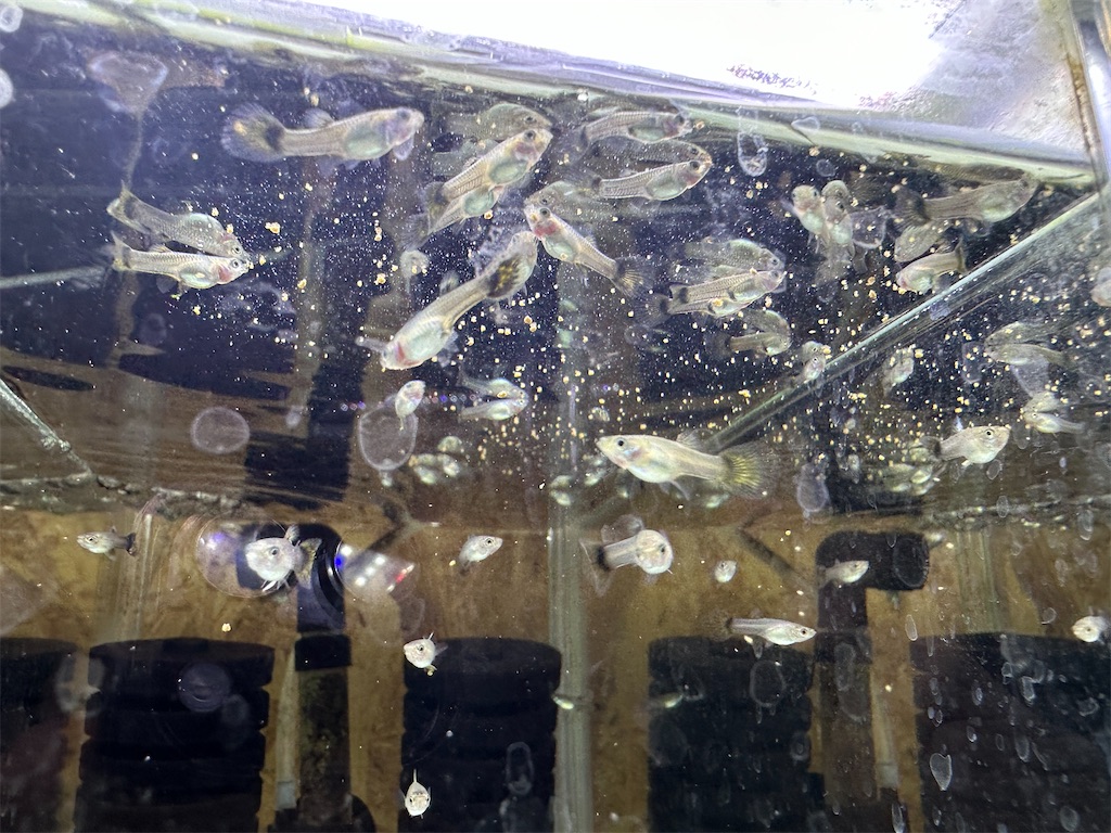 f:id:popopoppun:20240108195433j:image f:id:popopoppun:20240108195433j:image