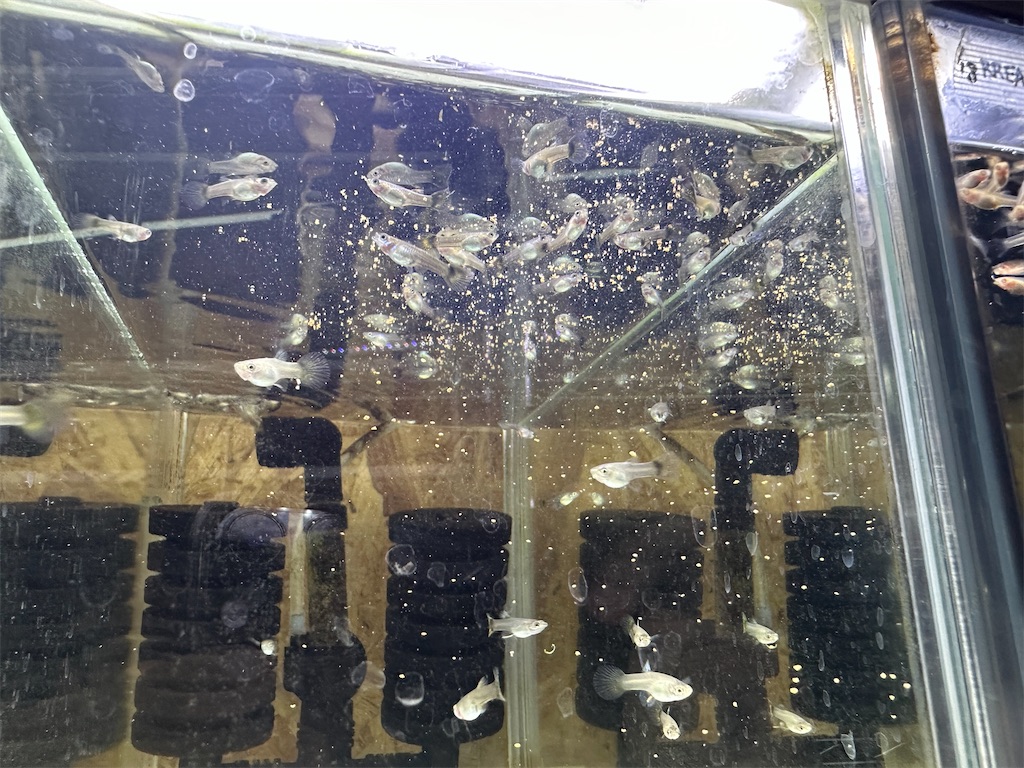 f:id:popopoppun:20240108195436j:image f:id:popopoppun:20240108195436j:image