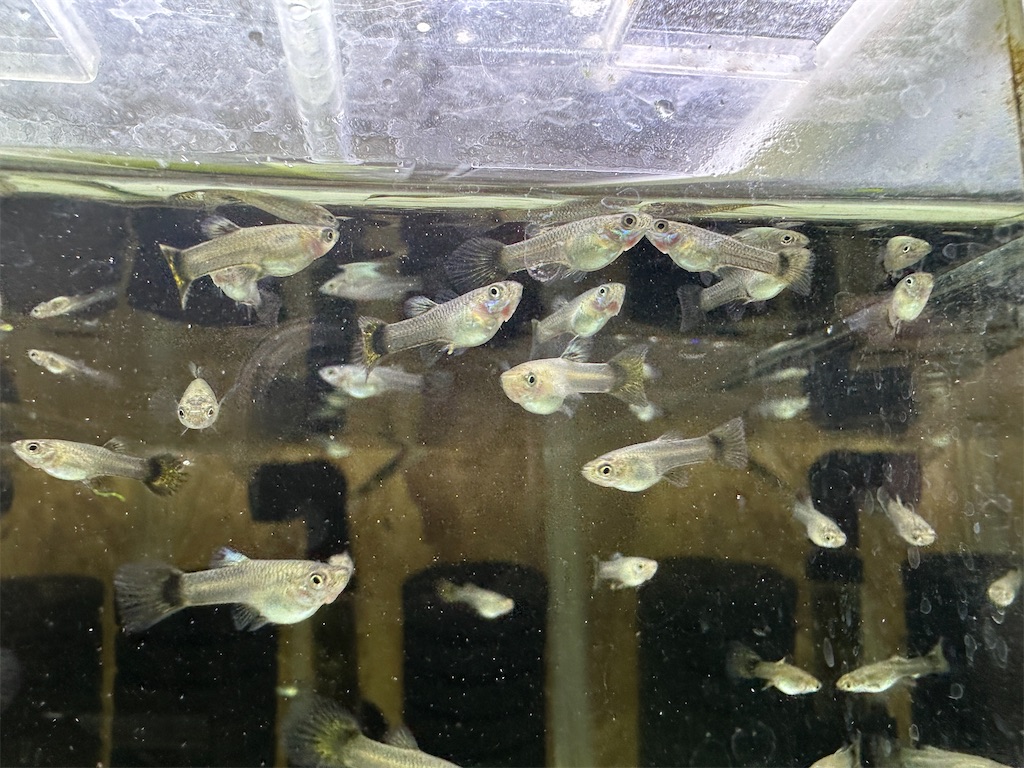 f:id:popopoppun:20240108195525j:image f:id:popopoppun:20240108195525j:image