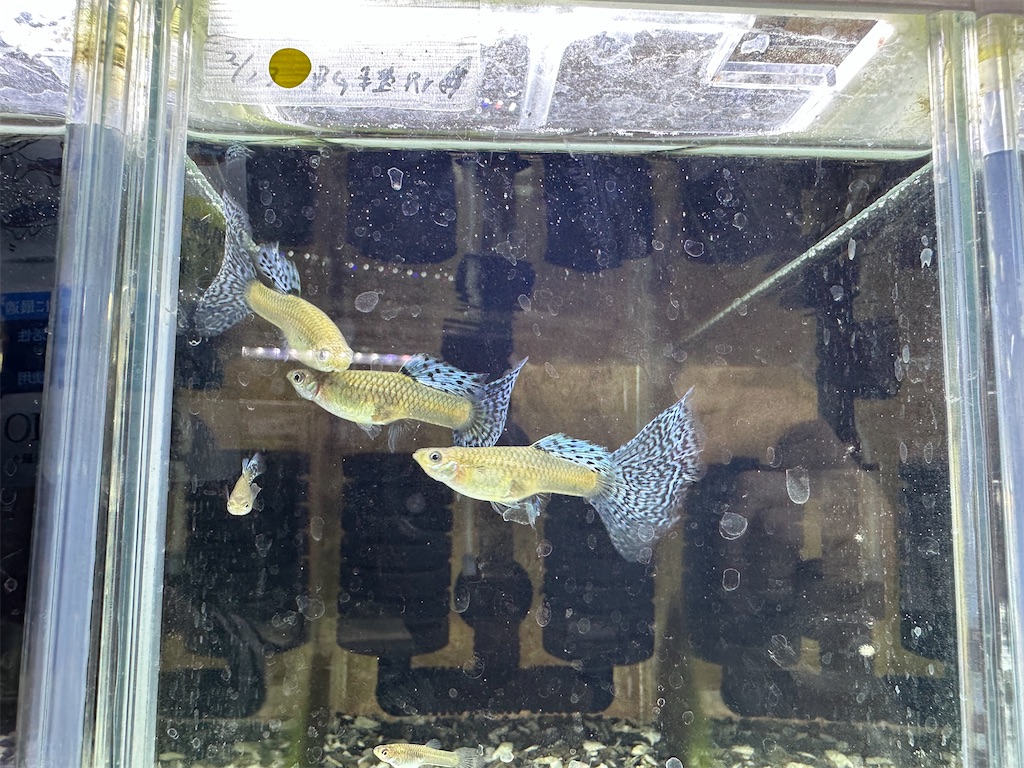 f:id:popopoppun:20240108195835j:image f:id:popopoppun:20240108195835j:image