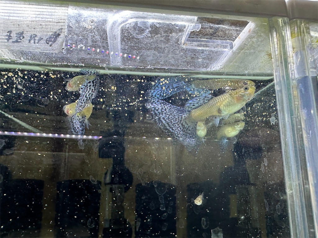 f:id:popopoppun:20240108195924j:image f:id:popopoppun:20240108195924j:image