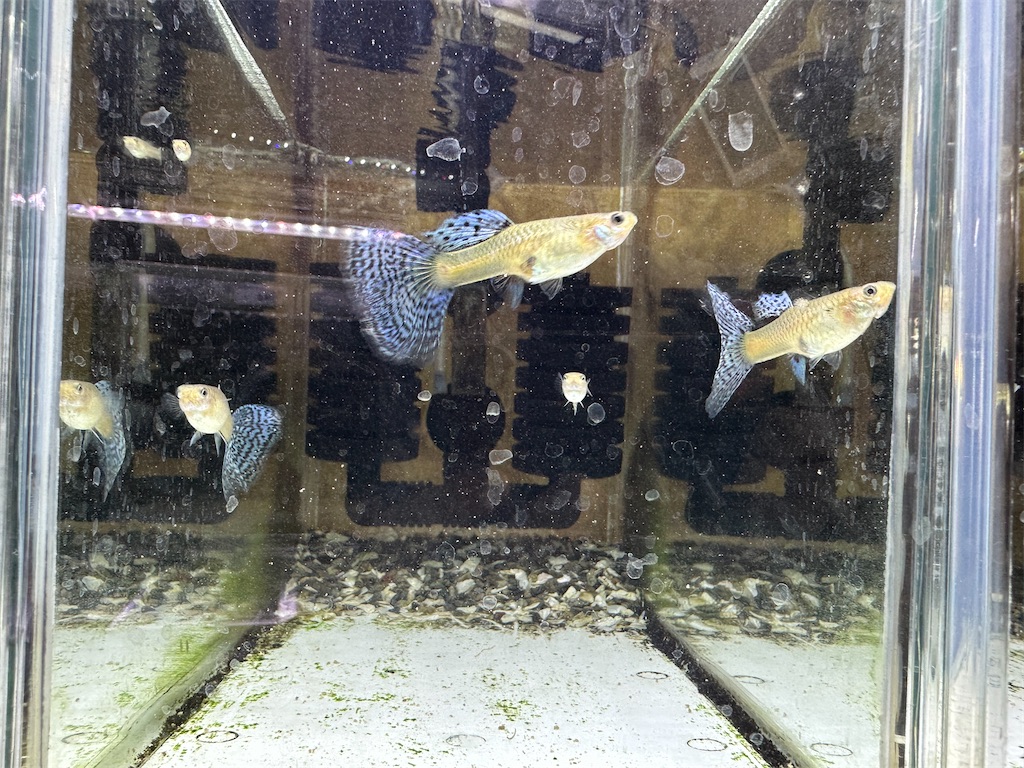 f:id:popopoppun:20240108200021j:image f:id:popopoppun:20240108200021j:image