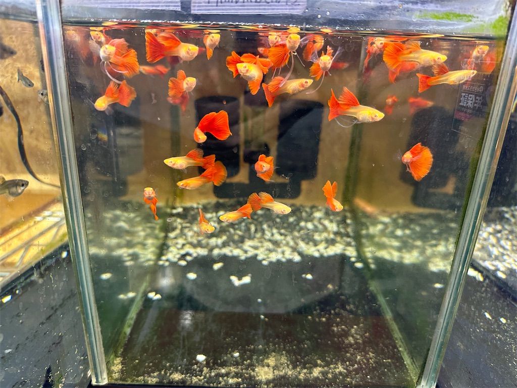 f:id:popopoppun:20240109101621j:image f:id:popopoppun:20240109101621j:image