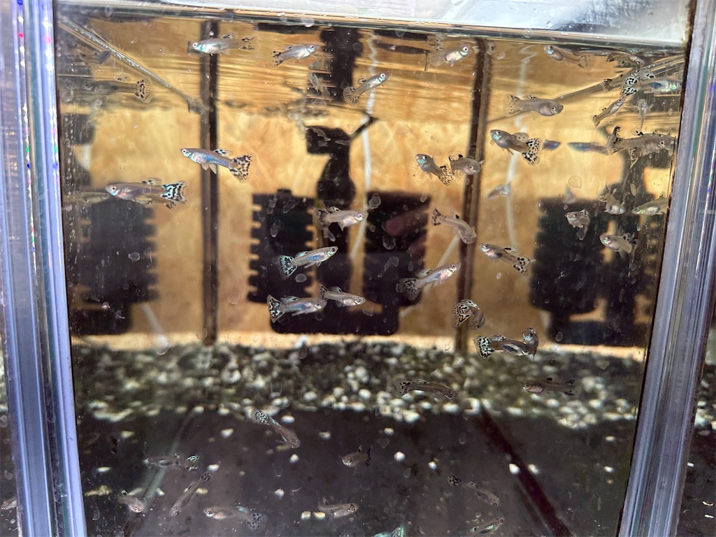 f:id:popopoppun:20240114170624j:image