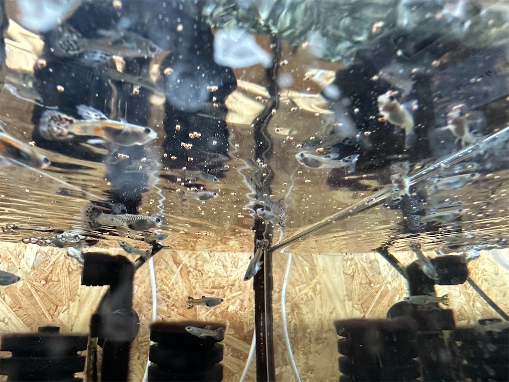 f:id:popopoppun:20240114171024j:image