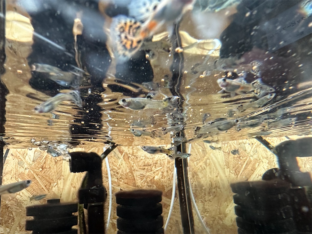 f:id:popopoppun:20240114171027j:image