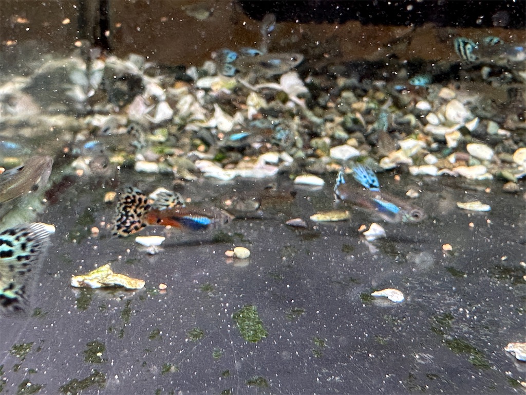 f:id:popopoppun:20240114171206j:image