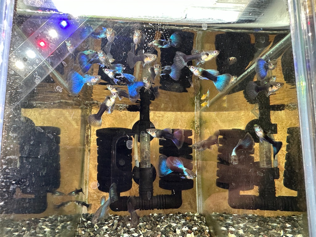 f:id:popopoppun:20240114171448j:image