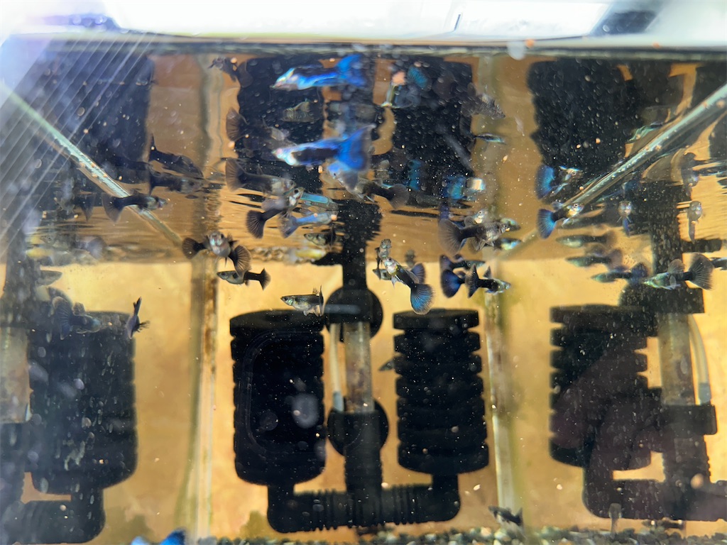 f:id:popopoppun:20240114171653j:image