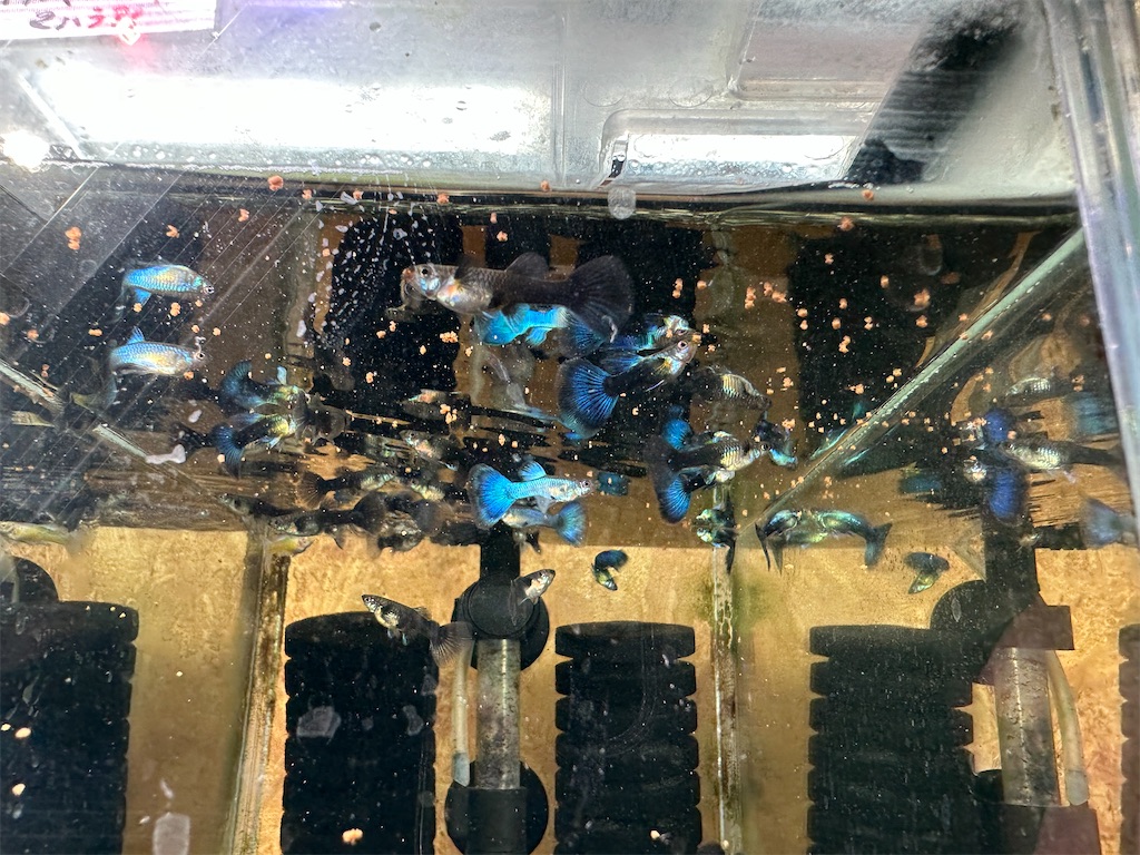 f:id:popopoppun:20240114171747j:image