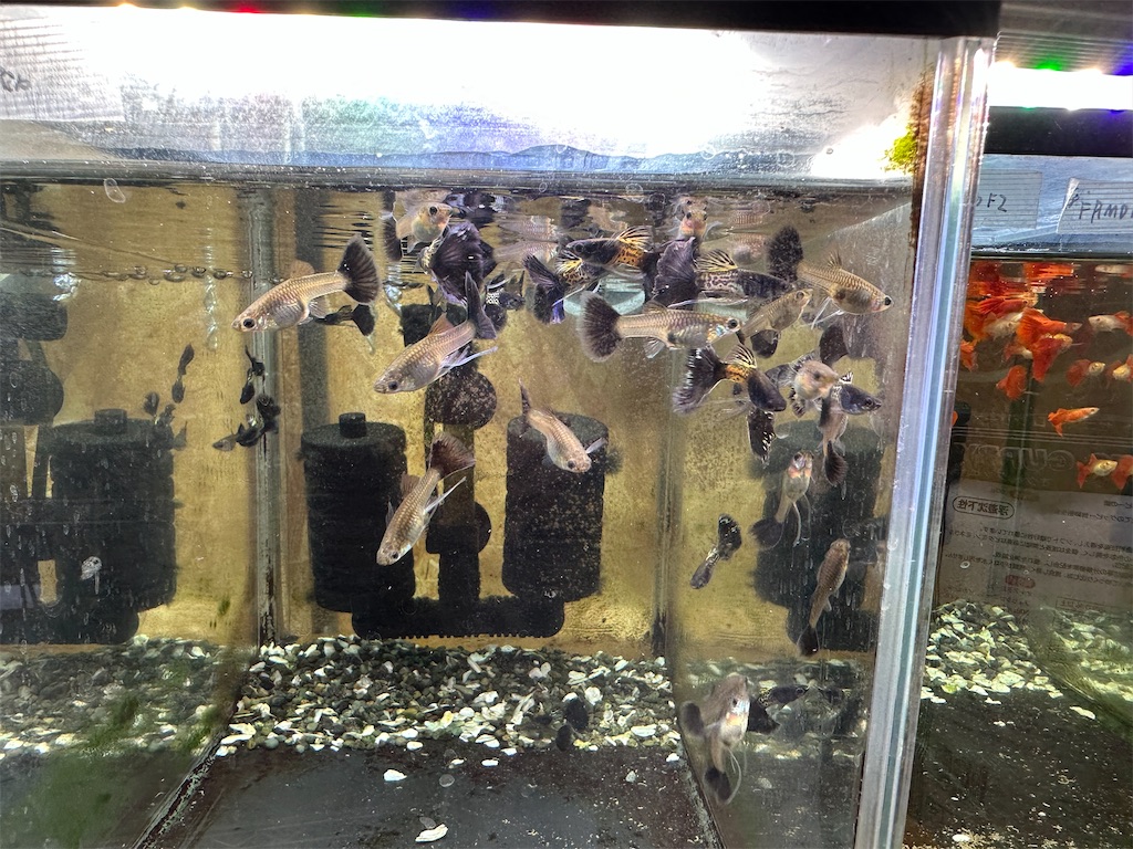 f:id:popopoppun:20240114172306j:image