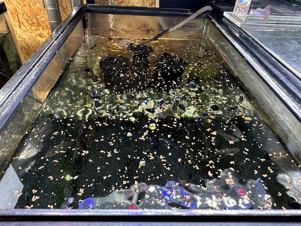 f:id:popopoppun:20240114172643j:image