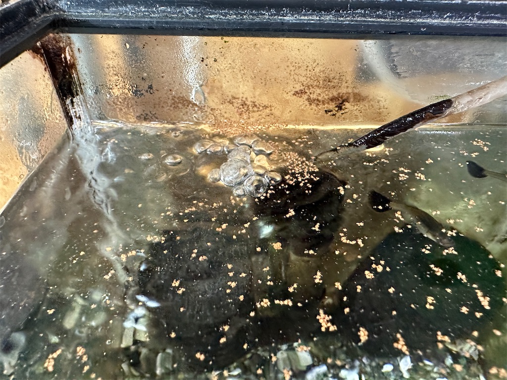 f:id:popopoppun:20240114172647j:image