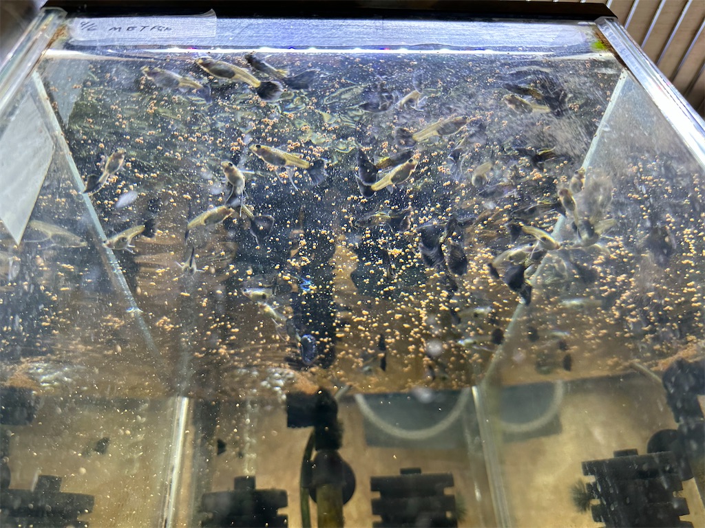 f:id:popopoppun:20240114173055j:image