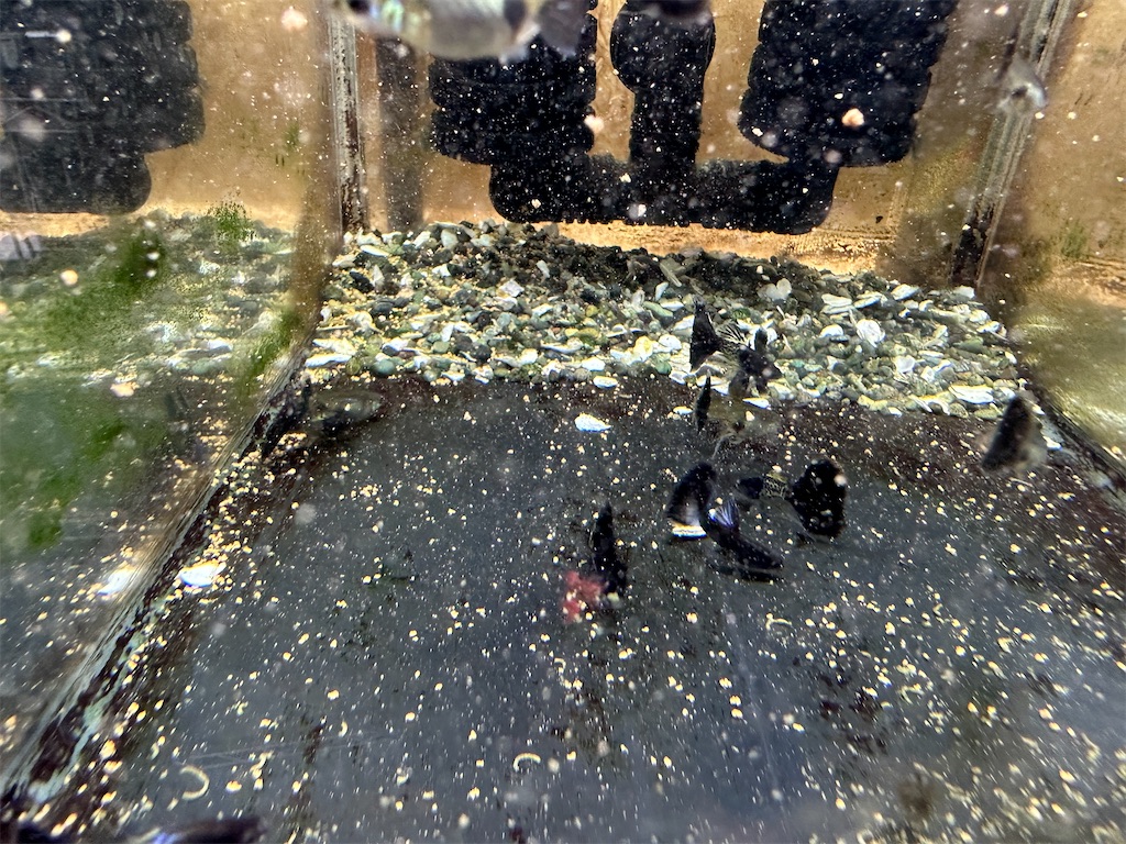 f:id:popopoppun:20240114173333j:image