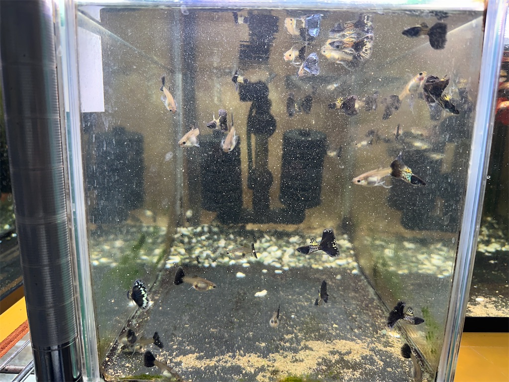 f:id:popopoppun:20240114173514j:image