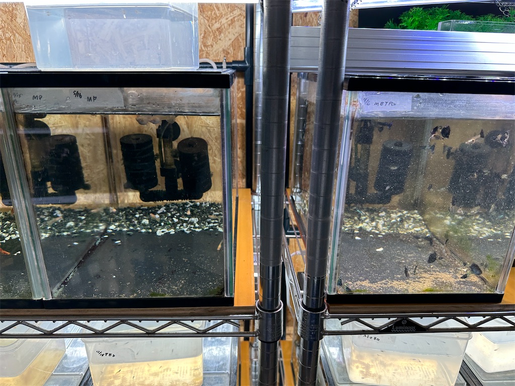 f:id:popopoppun:20240114173518j:image